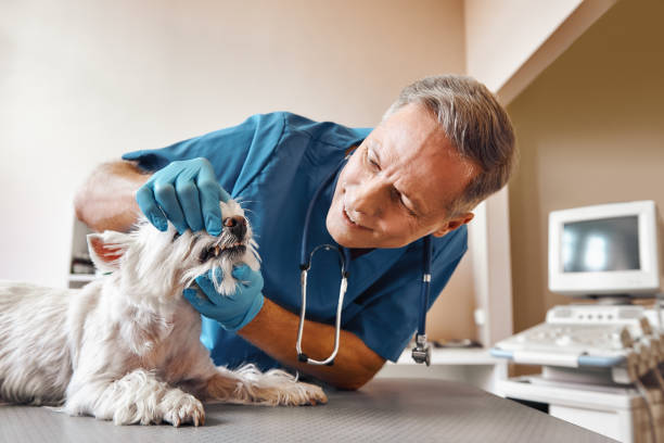 Best Emergency Dental Services for Seniors in Dublin, CA